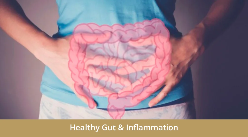 Connection Between Gut Health and Inflammation